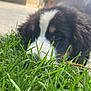puppy, dog, grass, outdoor, closeup, cute, pet, animal, nature, fur, black_and_white, lying_down, greenery, young, snout, ears, daylight, garden, nose, adorable