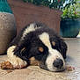 puppy, sleeping, dog, outdoor, plant, flower_pot, greenery, fur, nose, paw, tile_floor, sunlight, nature, close_up, relaxation, pet, adorable, young_dog, resting, peaceful
