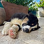 puppy, dog, sleeping, paw, close_up, outdoor, plants, flower_pot, tile_floor, sunlight, fur, black_and_white, cute, young_dog, nature, relaxation, pet, animal, daytime, peaceful