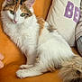 cat, calico_cat, fluffy, green_eyes, orange_couch, pillow, indoor, pet, animal, fur, cute, relaxing, cozy, whiskers, tail, domestic_cat, looking_at_camera, soft_texture, seated, household