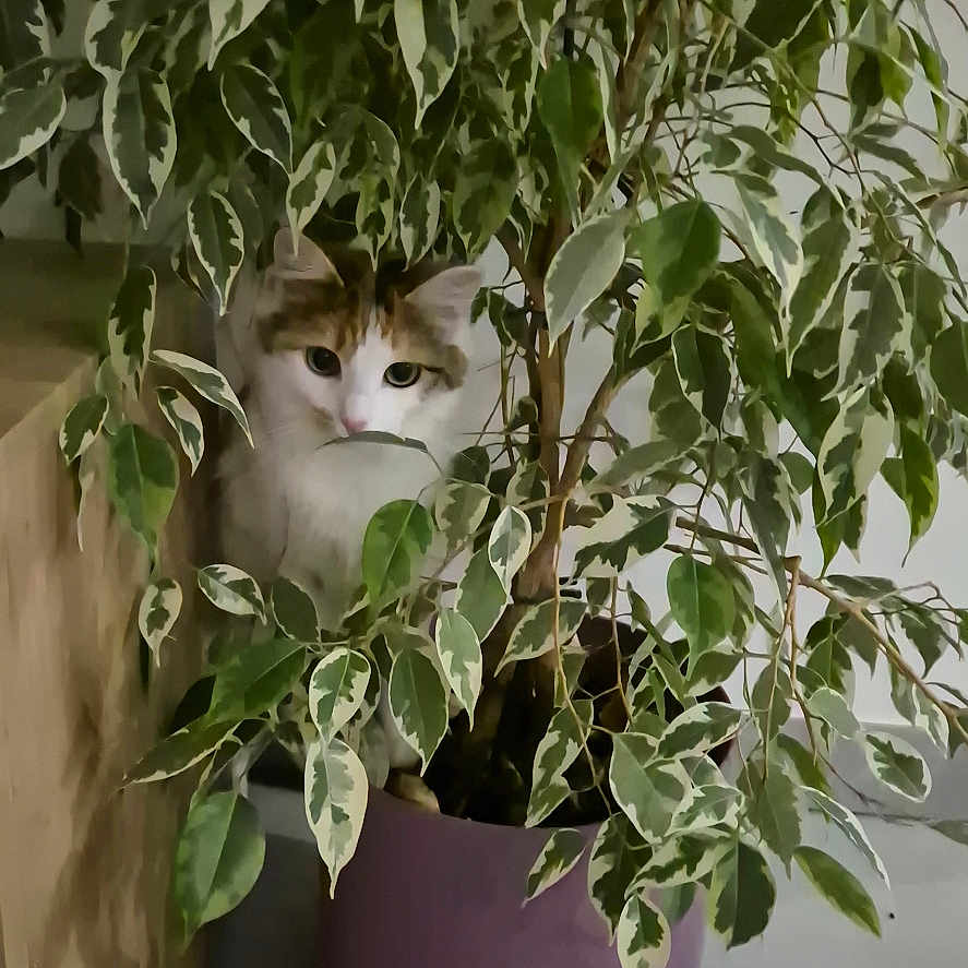 Mia participe au concours pour gagner de l'argent avec cette photo : animal, branch, cat, curious, cute, domestic, feline, floor, greenery, hiding, home, houseplant, indoor, leaf, nature, pet, plant, pot, purple_pot, tile