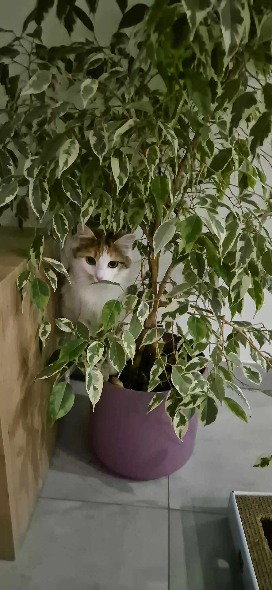Mia