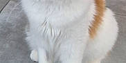 Mia a rejoint le concours — aidez-le/la à gagner de superbes lots ! cat, animal, pet, feline, white, orange, green_eyes, fur, sitting, indoor, floor, curious, cute, whiskers, ears, paws, mammal, domestic, portrait, closeup