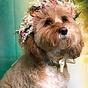 Tinsley is registered to the contest to win money with this photo: dog, flower_crown, portrait, fluffy, cute, pet, animal, brown, white, collar, ribbon, studio, background, soft_focus, closeup, adorable, domestic_animal, spring, nature, decorative