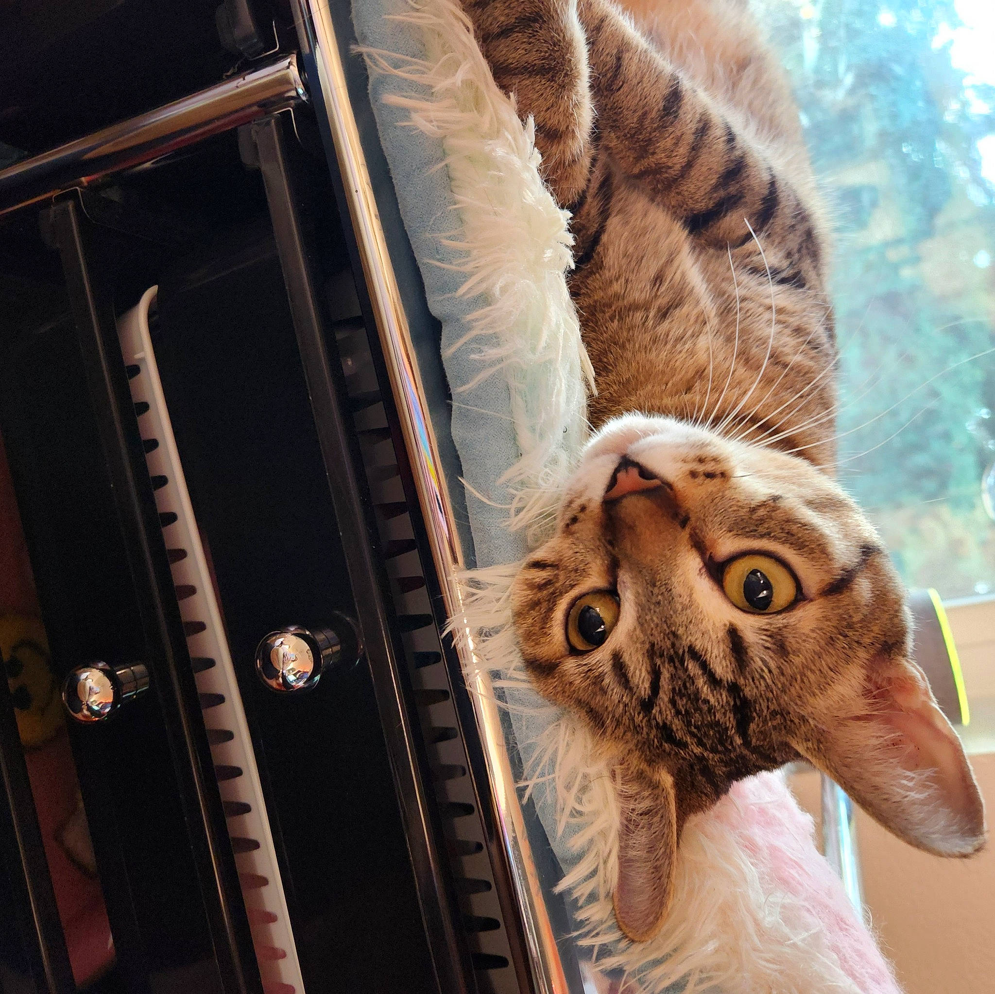 Mika is registered to the contest to win money with this photo: art, bird_of_prey, fashion_accessory, fawn, feather, felidae, fur, goat, goats, hat, livestock, moustache, owl, small_to_medium_sized_cats, snout, tail, textile, whiskers, wing, wood