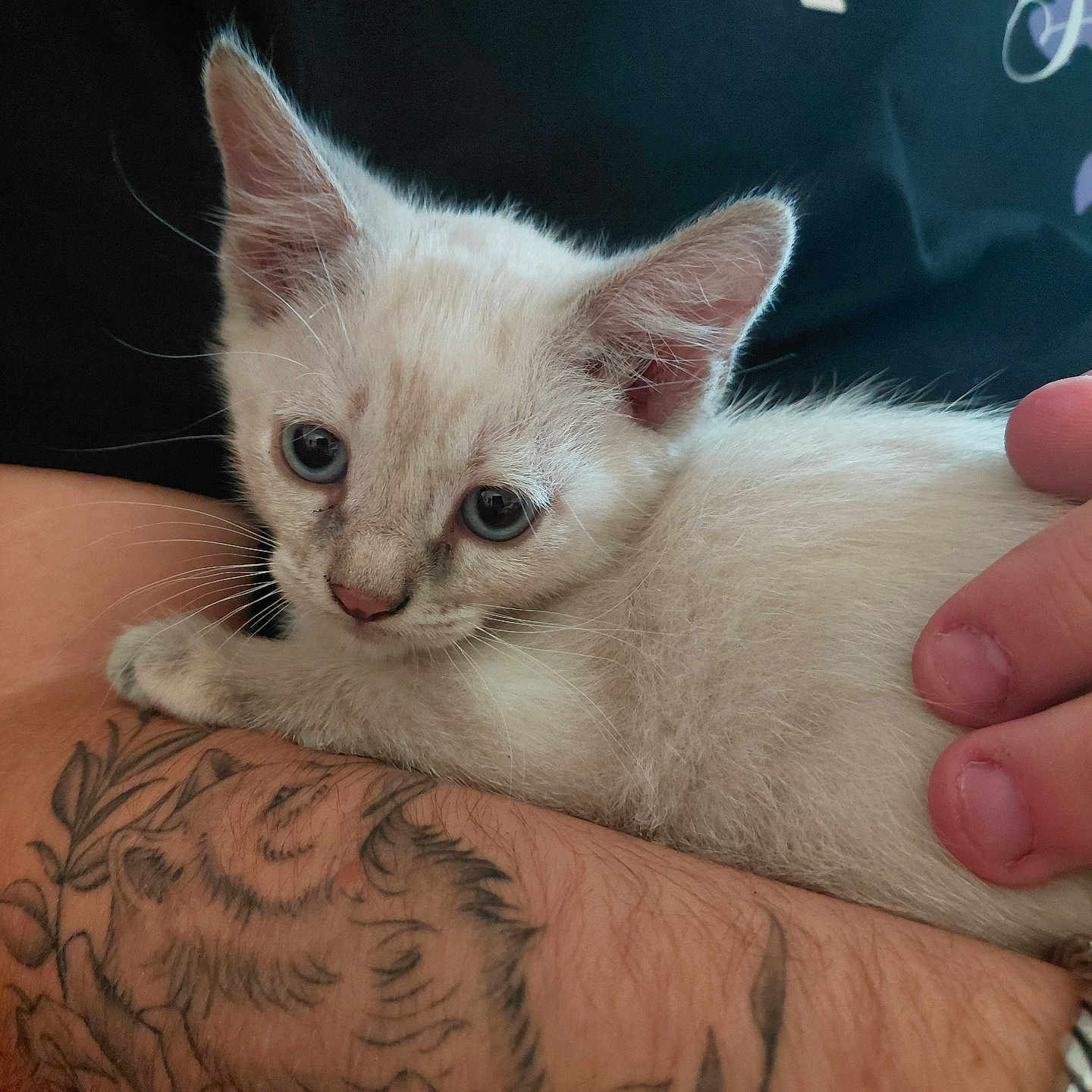 Nuage participe au concours pour gagner de l'argent avec cette photo : kitten, cat, white_cat, blue_eyes, tattoo, arm, hand, bracelet, pet, animal, feline, closeup, indoor, cute, young, fur, resting, human, skin, casual