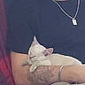 Nuage participe au concours pour gagner de l'argent avec cette photo : cat, sleeping, tattoo, arm, bracelet, necklace, person, black_shirt, relaxing, indoor, close_up, pet, resting, light_fur, human, casual, comfort, holding, peaceful, cuddle