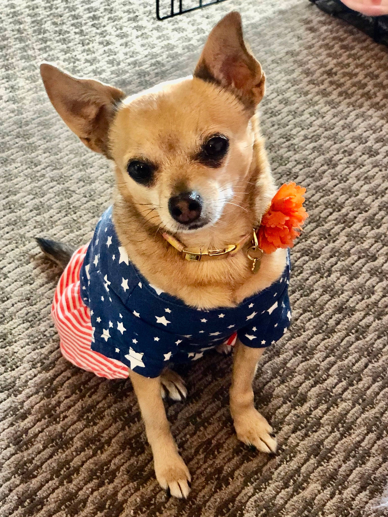 Tilly May is registered to the contest to win money with this photo: canidae, carnivore, chihuahua, companion_dog, corgi_chihuahua, dog, dog_breed, dog_clothes, dog_supply, fashion_accessory, fawn, flooring, fur, pattern, pet_supply, puppy, snout, toy_dog, whiskers, working_animal