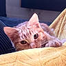 Ayrton participe au concours pour gagner de l'argent avec cette photo : cat, orange_tabby, kitten, pet, animal, feline, whiskers, ears, eyes, paw, fur, sleepy, curious, close_up, portrait, blanket, bed, cozy, indoor, cuddly