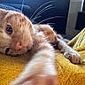 Ayrton participe au concours pour gagner de l'argent avec cette photo : cat, kitten, orange_cat, white_fur, sleepy, relaxed, lying_down, stretched_paw, whiskers, green_eyes, close_up, pet, feline, fur, nose, paws, yellow_blanket, indoor, cozy, portrait