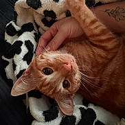 Ayrton a rejoint le concours — aidez-le/la à gagner de superbes lots ! cat, orange_cat, tabby, pet, animal, whiskers, eyes, ears, fur, paws, relaxed, lying_down, upside_down, hand, petting, blanket, cow_print, indoor, cozy, portrait