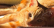 Ayrton participe au concours pour gagner de l'argent avec cette photo : cat, orange_cat, tabby, furry, fluffy, pet, animal, sunlight, sunbeam, indoors, blanket, bed, cozy, relaxed, lounging, lying_down, whiskers, ears, eyes, close_up