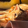 cat, orange_cat, tabby, furry, fluffy, pet, animal, sunlight, sunbeam, indoors, blanket, bed, cozy, relaxed, lounging, lying_down, whiskers, ears, eyes, close_up