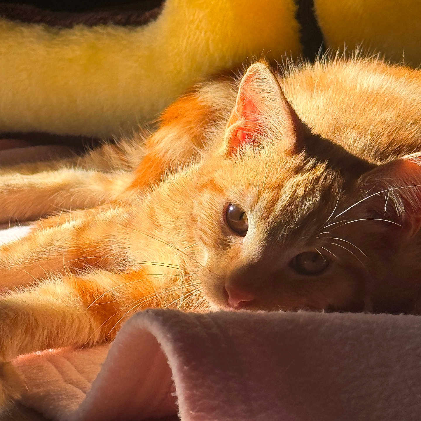 Ayrton participe au concours pour gagner de l'argent avec cette photo : cat, orange_cat, tabby, furry, fluffy, pet, animal, sunlight, sunbeam, indoors, blanket, bed, cozy, relaxed, lounging, lying_down, whiskers, ears, eyes, close_up