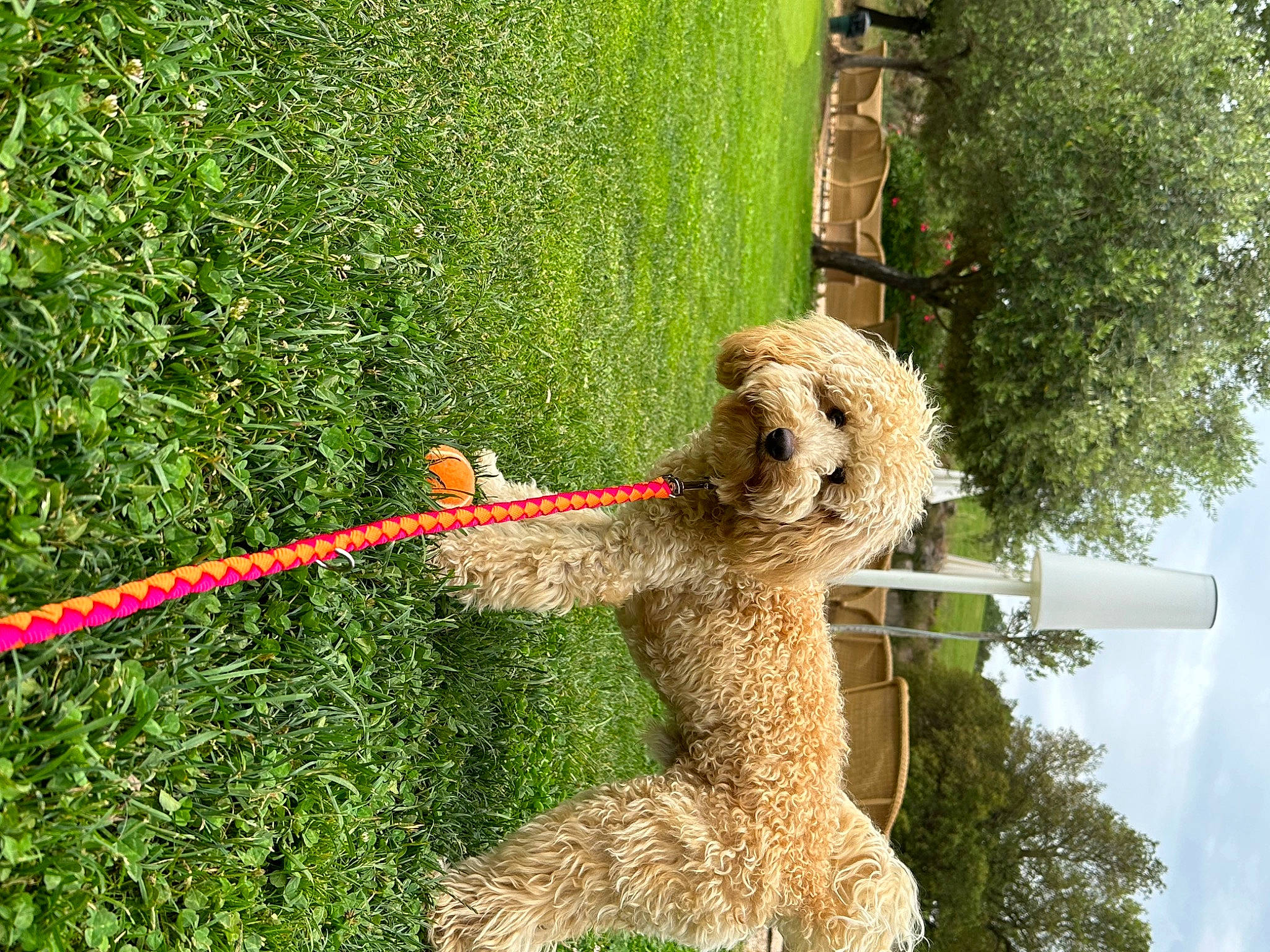 Tommy a rejoint le concours — aidez-le/la à gagner de superbes lots ! art, canidae, dog, grass, grass_family, green, groundcover, happy, lawn, people_in_nature, plant, pole, shrub, sky, sporting_group, tail, toy, tree, water_dog