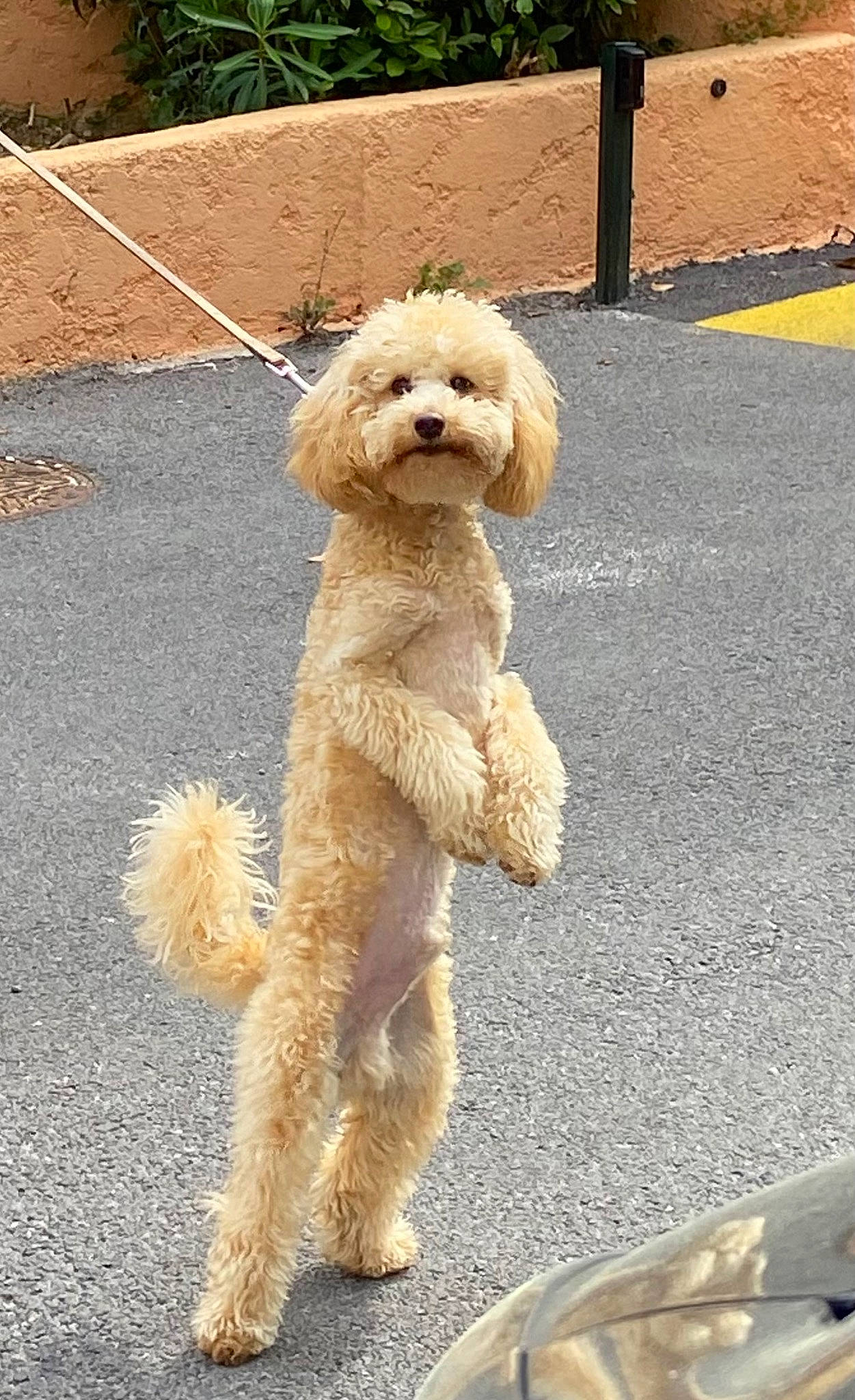 Tommy a rejoint le concours — aidez-le/la à gagner de superbes lots ! asphalt, carnivore, companion_dog, dog, dog_breed, dog_collar, fawn, glasses, line, pet_supply, poodle, road_surface, snout, sporting_group, stuffed_toy, sunglasses, teddy_bear, toy, toy_dog, water_dog