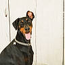 animal, black_and_tan, canine, chain_collar, close_up, collar, doberman, dog, funny, happy, indoor, perked_ear, pet, photography, portrait, rustic, sitting, studio, tongue_out, wooden_background