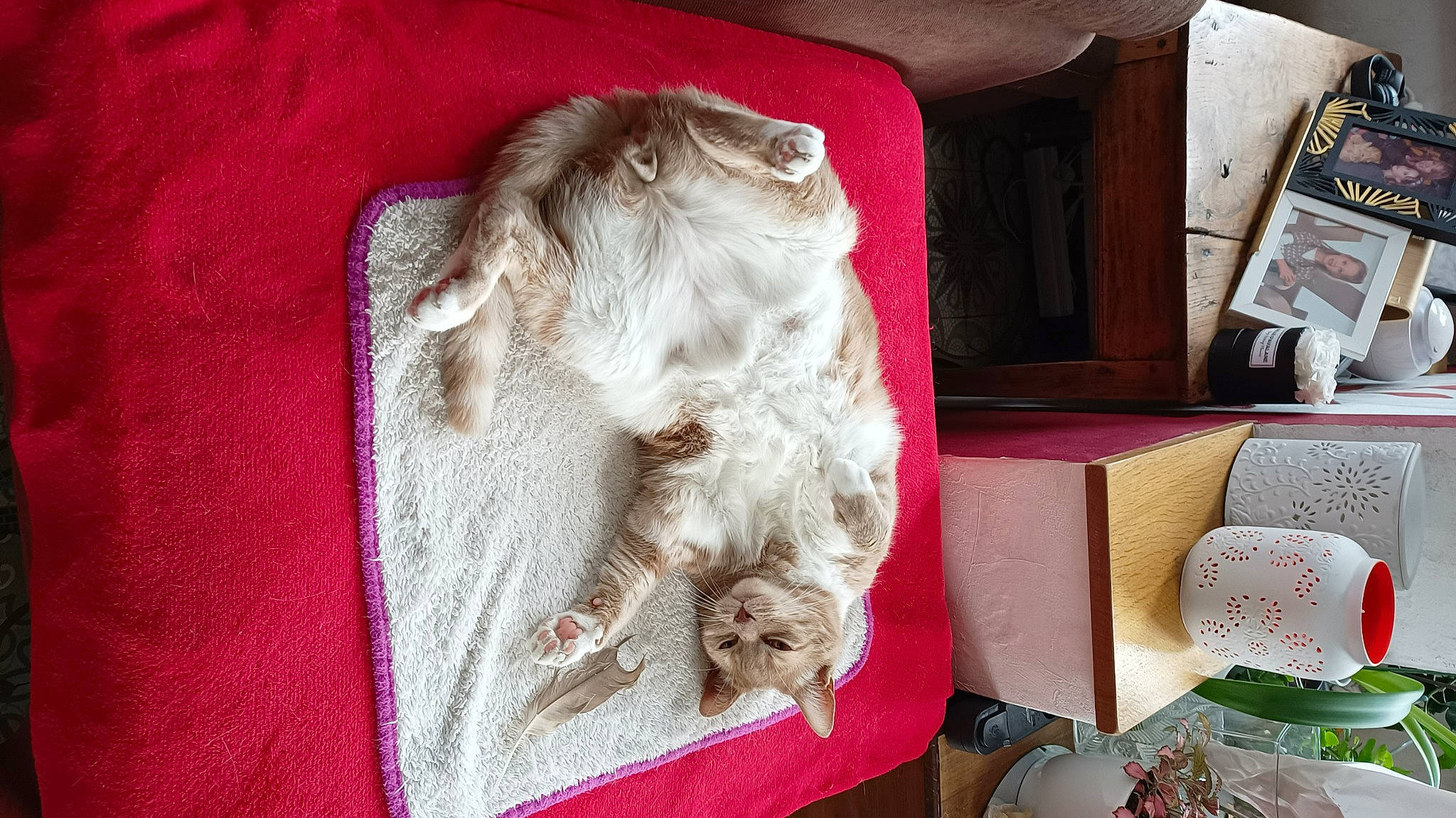 Jelly a rejoint le concours — aidez-le/la à gagner de superbes lots ! box, canidae, carnivore, companion_dog, dog, dog_breed, fawn, felidae, fur, linens, liver, small_terrier, small_to_medium_sized_cats, spaniel, sporting_group, tail, terrier, toy_dog, wood