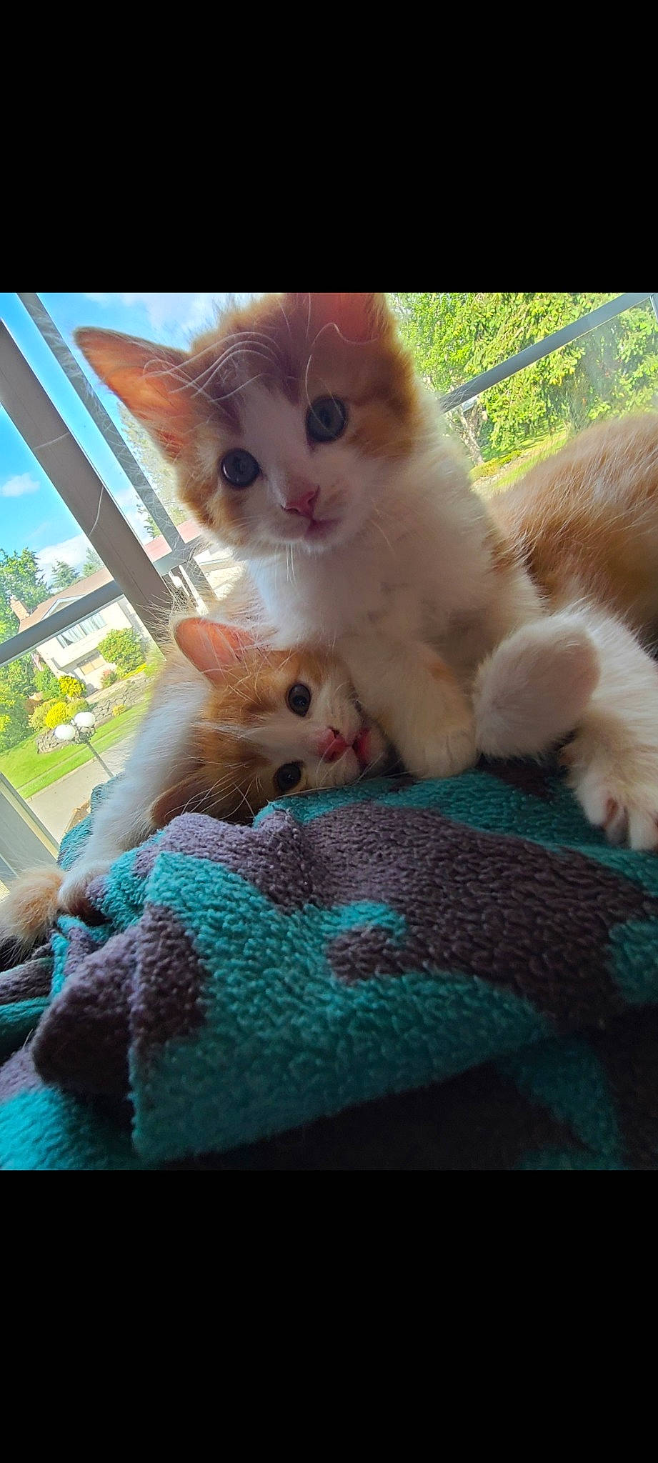 Aurora joined the competition — help win amazing prizes! carnivore, cat, fawn, felidae, german_rex, kitten, mammal, persian, photo_caption, polydactyl_cat, ragdoll, small_to_medium_sized_cats, turkish_angora, turkish_van, whiskers