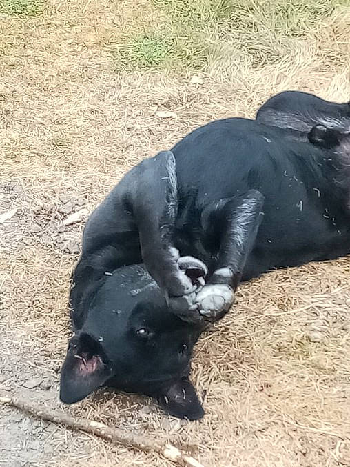 Basko participe au concours pour gagner de l'argent avec cette photo : dog_breed, grass, natural_material, snout, soil, stallion, suidae, terrestrial_animal, working_animal, wrinkle
