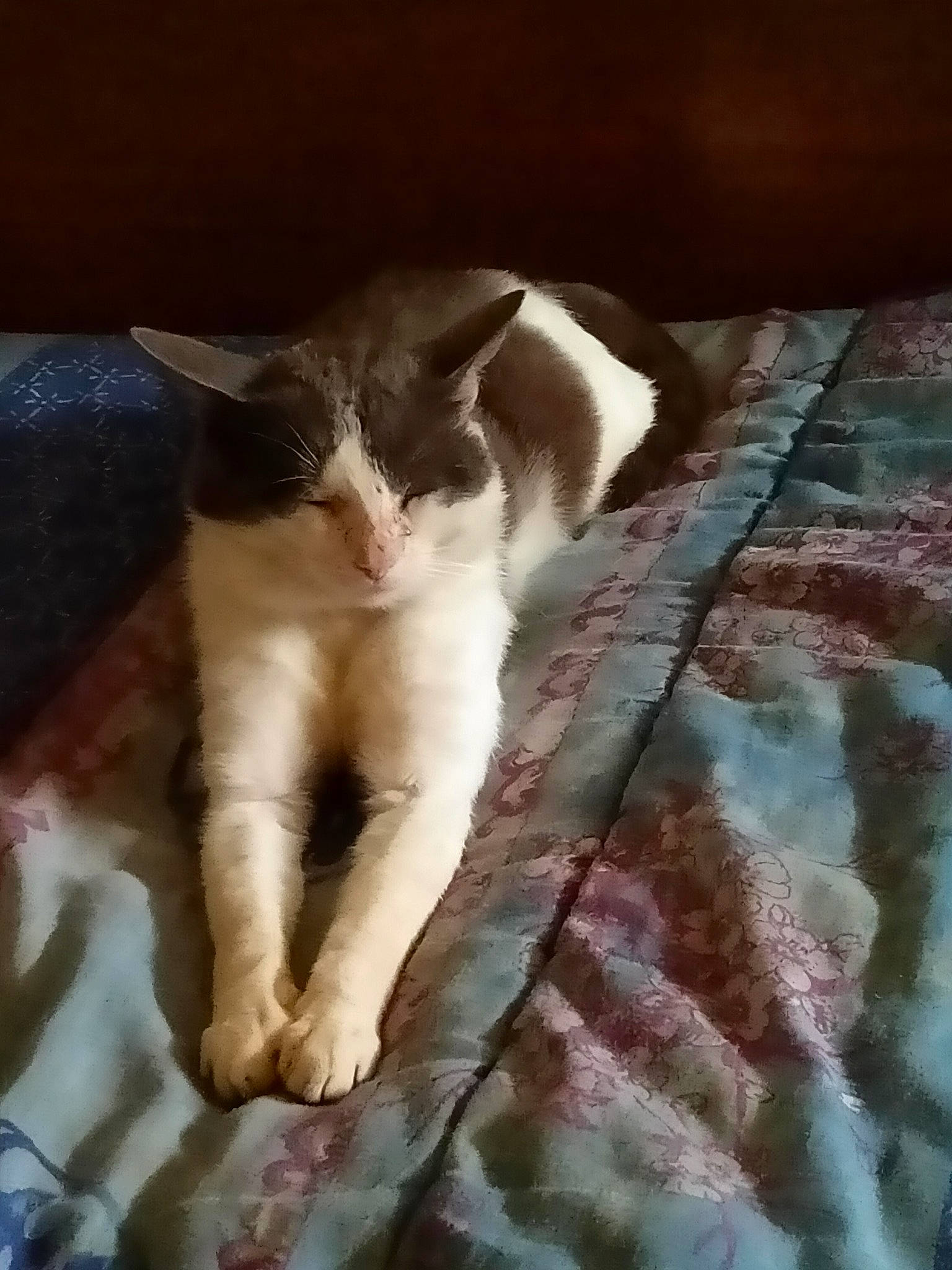 Paco a rejoint le concours — aidez-le/la à gagner de superbes lots ! bedding, blanket, carnivore, cat, comfort, domestic_short_haired_cat, felidae, fur, human_leg, linens, pattern, paw, small_to_medium_sized_cats, tail, whiskers, wood