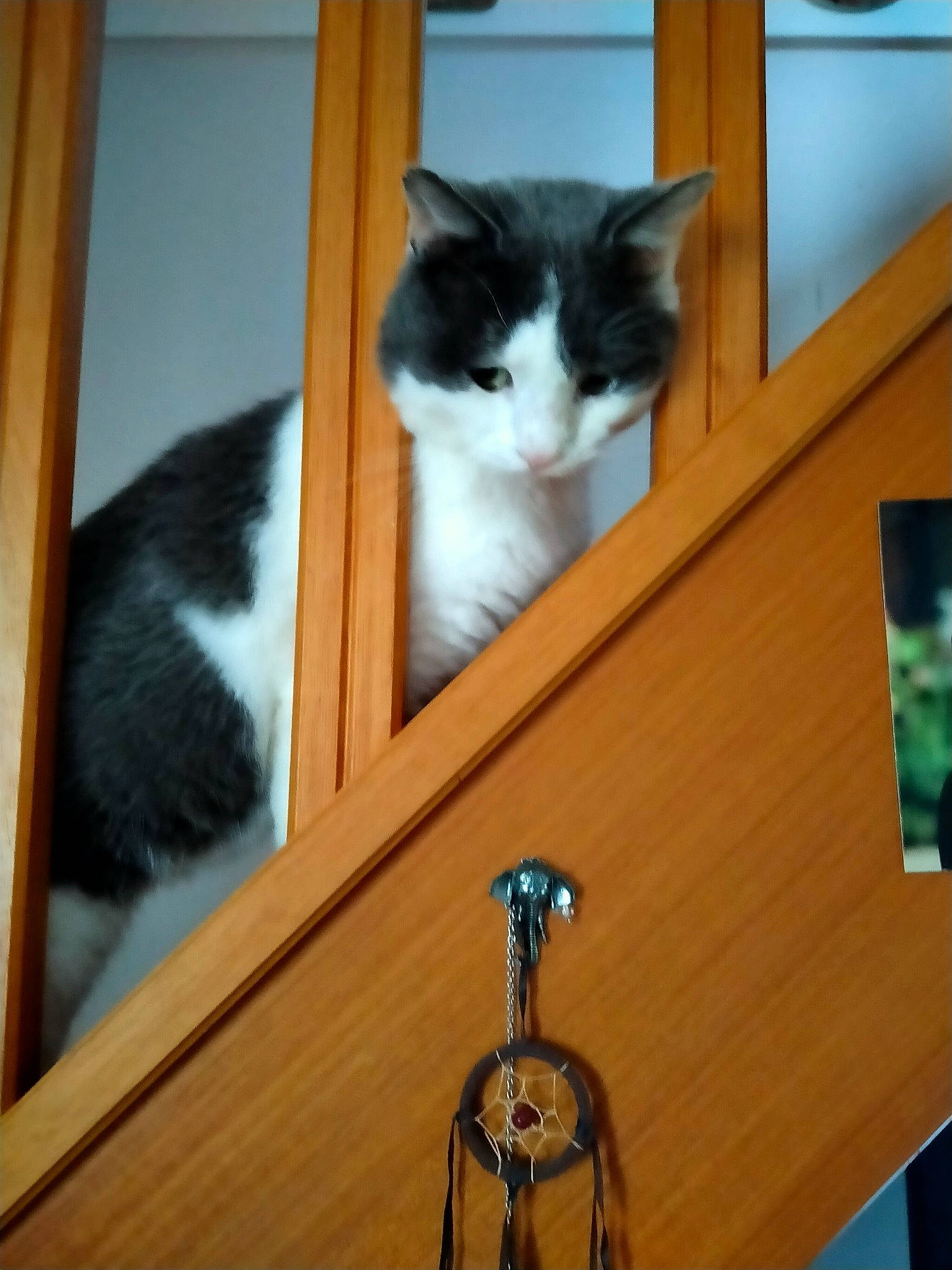 Paco participe au concours pour gagner de l'argent avec cette photo : box, carnivore, cat, domestic_short_haired_cat, door, felidae, flooring, fur, hardwood, rim, room, shelf, small_to_medium_sized_cats, table, tail, watch, whiskers, window, wood, wood_stain