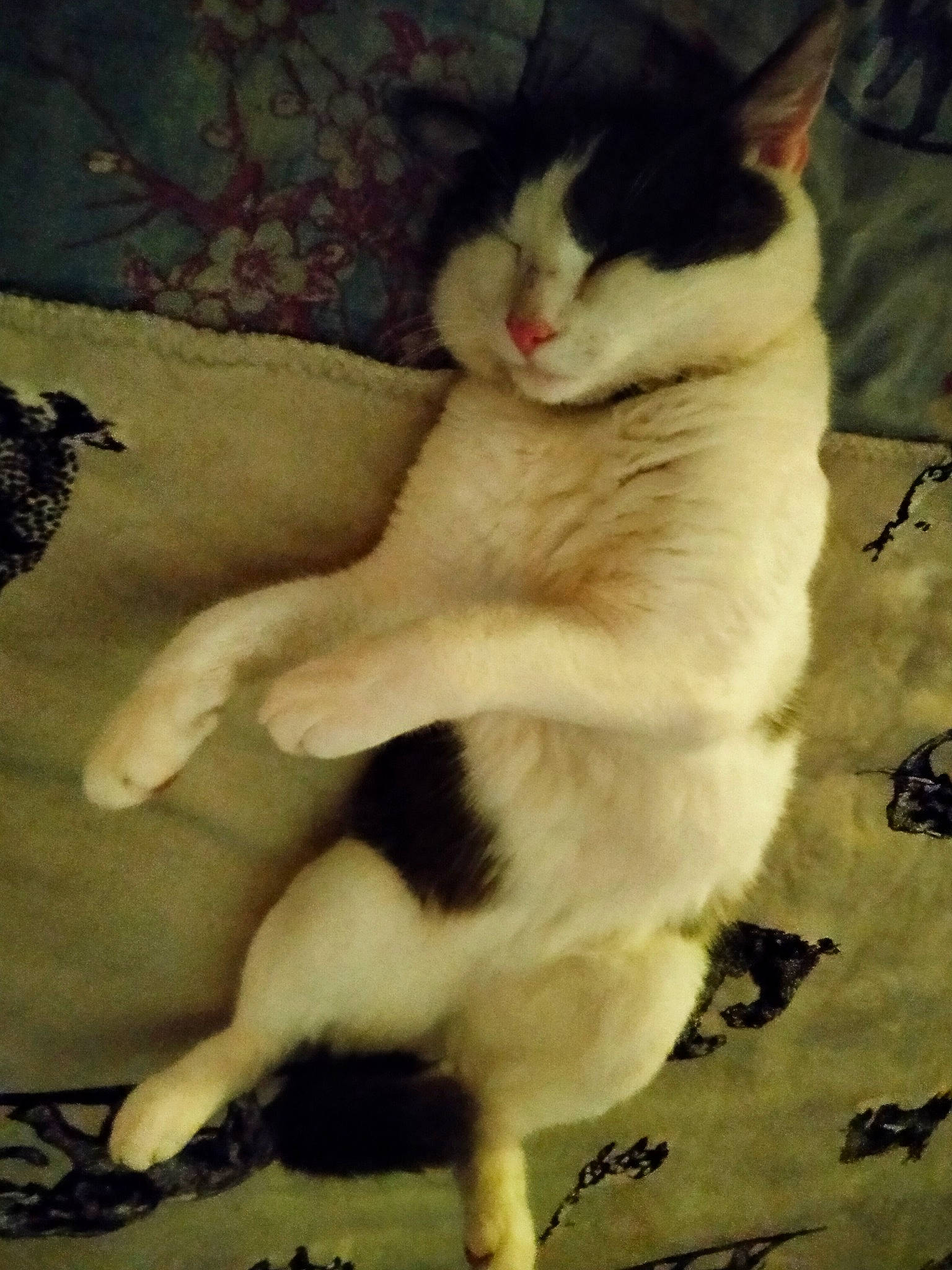 Paco a rejoint le concours — aidez-le/la à gagner de superbes lots ! carnivore, cat, claw, comfort, domestic_short_haired_cat, eye, felidae, foot, fur, human_leg, nap, paw, shadow, sitting, small_to_medium_sized_cats, tail, terrestrial_animal, whiskers, window