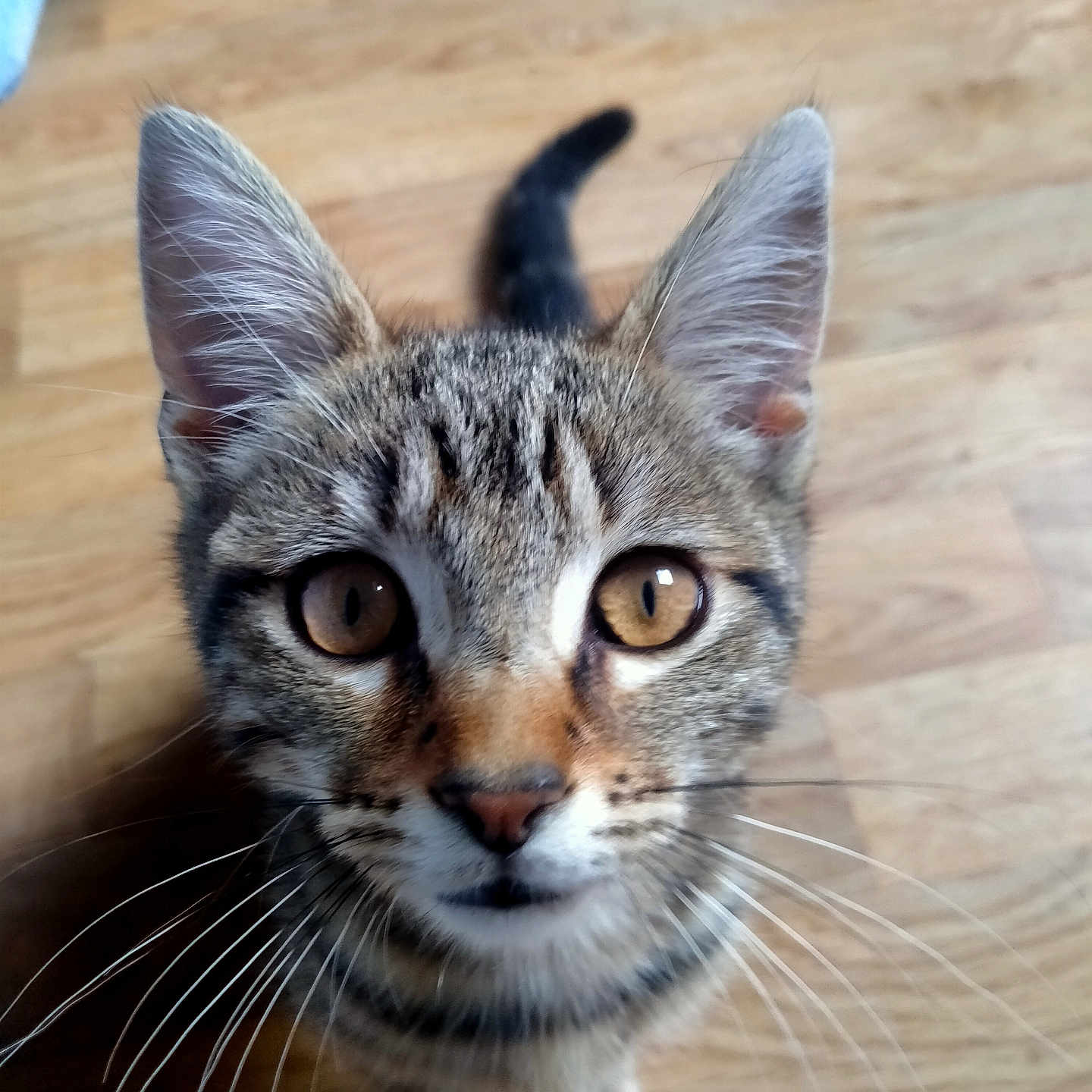 Vérone a rejoint le concours — aidez-le/la à gagner de superbes lots ! animal, cat, close_up, curious, cute, domestic_cat, ears, eyes, feline, fur, indoor, kitten, looking_up, pet, portrait, small, tabby, whiskers, wooden_floor, young_animal
