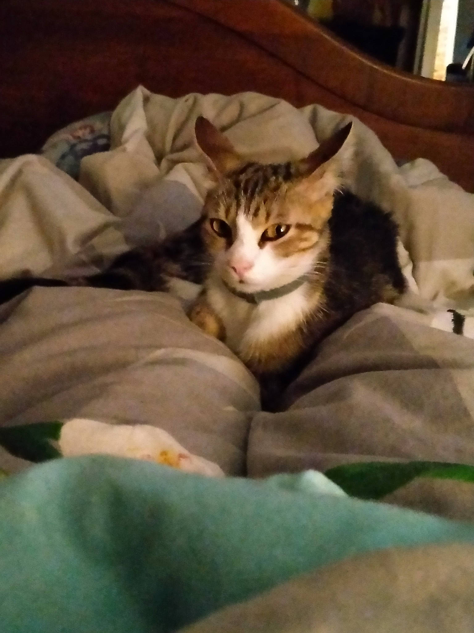 Shanna a rejoint le concours — aidez-le/la à gagner de superbes lots ! bedding, blanket, carnivore, cat, cat_supply, comfort, domestic_short_haired_cat, fawn, felidae, fur, linens, nap, room, small_to_medium_sized_cats, tail, terrestrial_animal, textile, whiskers, window