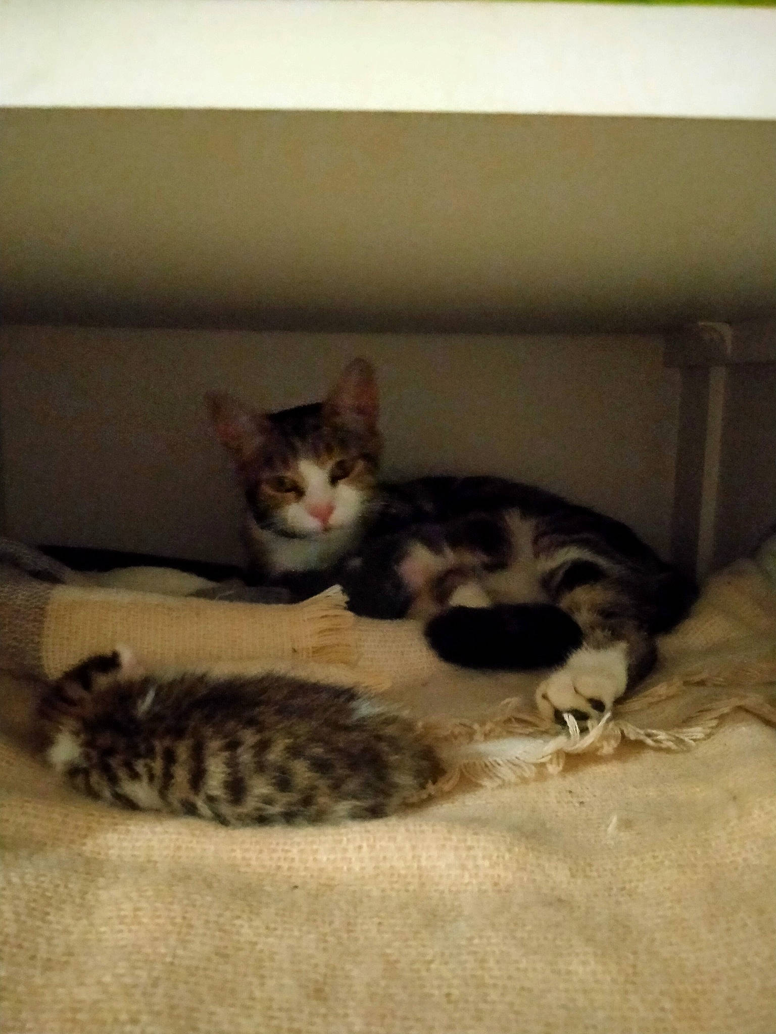 Shanna participe au concours pour gagner de l'argent avec cette photo : carnivore, cat, cat_bed, cat_supply, comfort, domestic_short_haired_cat, felidae, fur, paw, room, small_to_medium_sized_cats, snout, tail, terrestrial_animal, whiskers