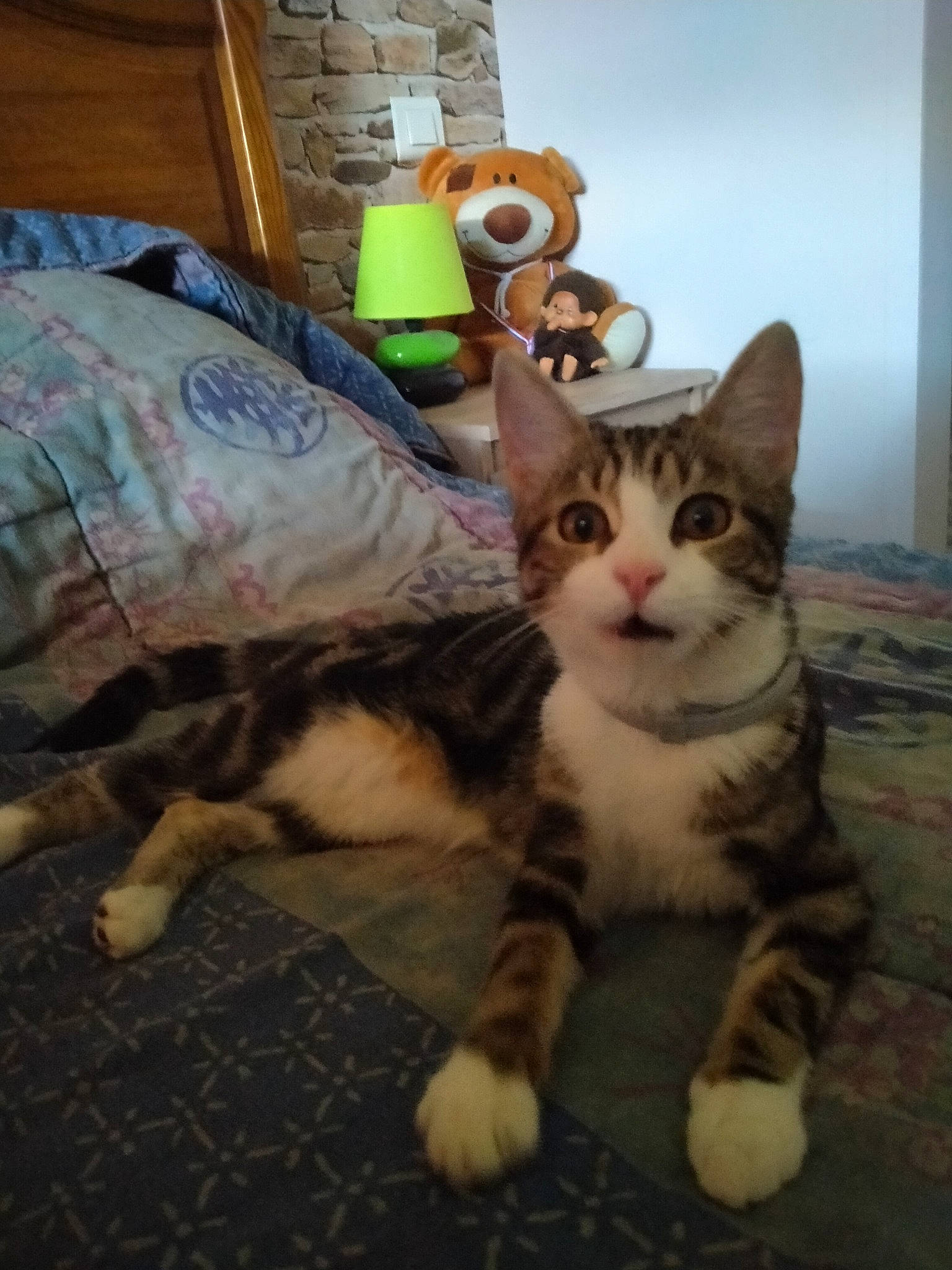 Shanna a rejoint le concours — aidez-le/la à gagner de superbes lots ! carnivore, cat, claw, comfort, domestic_short_haired_cat, felidae, flooring, fur, paw, sitting, small_to_medium_sized_cats, tail, whiskers, wood