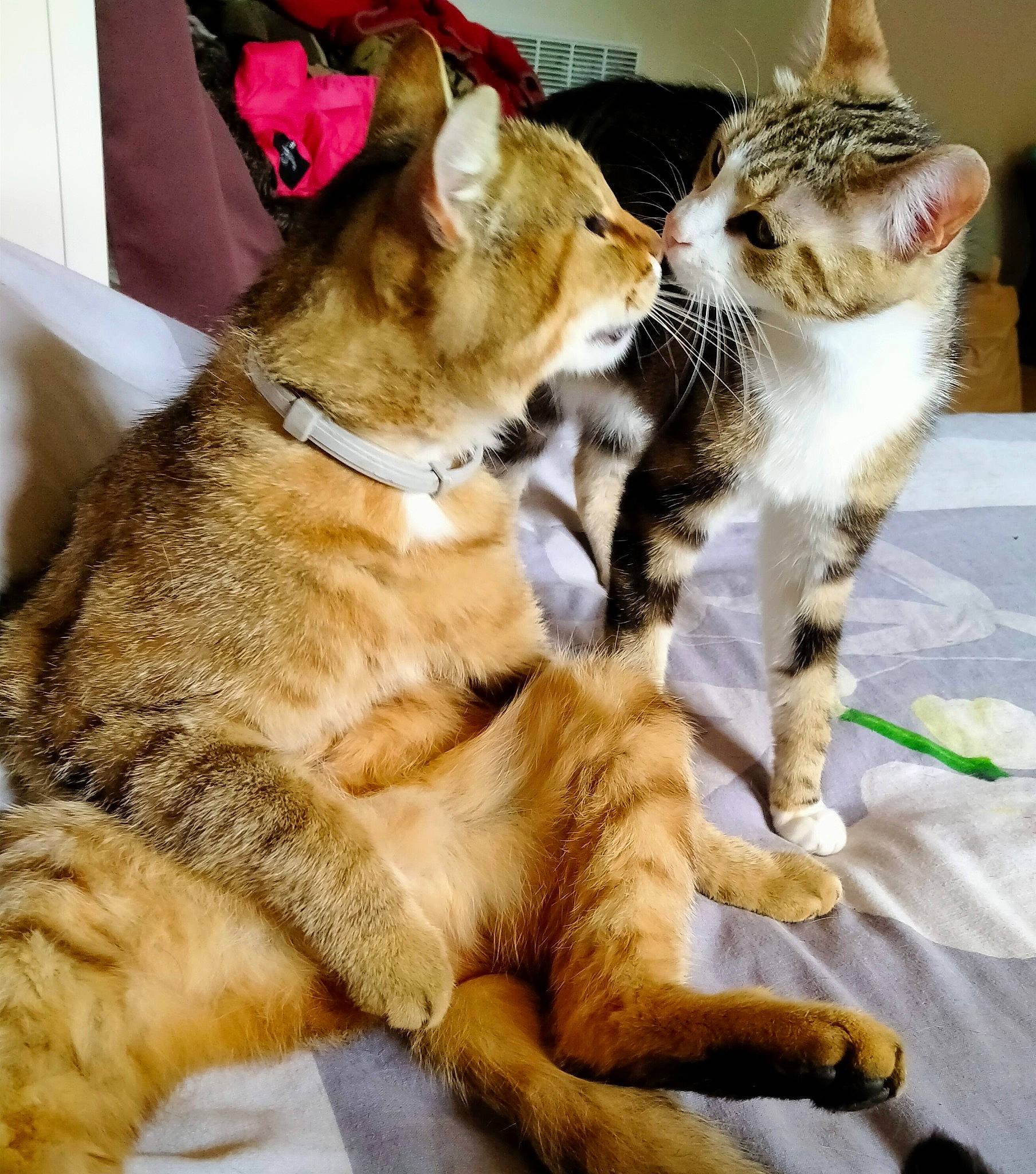 Michka participe au concours pour gagner de l'argent avec cette photo : carnivore, cat, claw, collar, comfort, companion_dog, dog_breed, domestic_short_haired_cat, fawn, felidae, foot, fur, paw, small_to_medium_sized_cats, snout, tail, terrestrial_animal, whiskers, wildlife