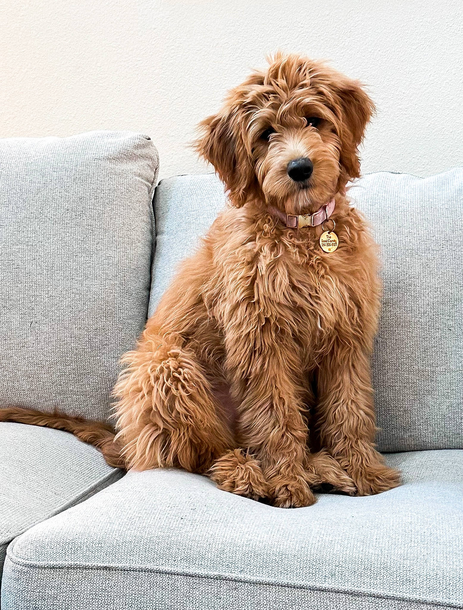 Penny joined the competition — help win amazing prizes! canidae, carnivore, comfort, companion_dog, couch, dog, dog_breed, fur, liver, paw, sporting_group, terrestrial_animal, terrier, toy_dog, water_dog, working_animal