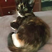 Love joined the competition — help win amazing prizes! cat, tortoiseshell_cat, kitten, whiskers, bed, bedding, blanket, furniture, dresser, eyes, paws, fur, indoor, pet, curled_up, cozy, portrait, blurry, looking_at_camera, tail