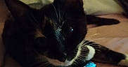 Love is registered to the contest to win money with this photo: bed, bedding, black_and_white, blanket, blue_object, cat, close_up, ears, indoor, kitten, low_light, paw, person_arm, pet, resting, shirt, toy, tuxedo_cat, whiskers, wide_eyes