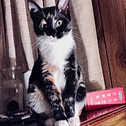 Love joined the competition — help win amazing prizes! animal, box, calico_cat, cat, cozy, curious, curtains, domestic, ears, face, fur, furniture, glass_jar, indoor, pet, sitting, table, whiskers, wide_eyes, wooden_surface