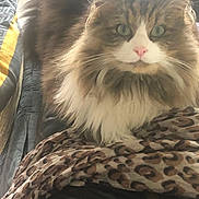 Kiwi élia participe au concours pour gagner de l'argent avec cette photo : animal, blanket, cat, close_up, cozy, cushion, cute, domestic, feline, fluffy, fur, green_eyes, indoor, leopard_print, long_hair, pet, pink_nose, relaxed, resting, whiskers