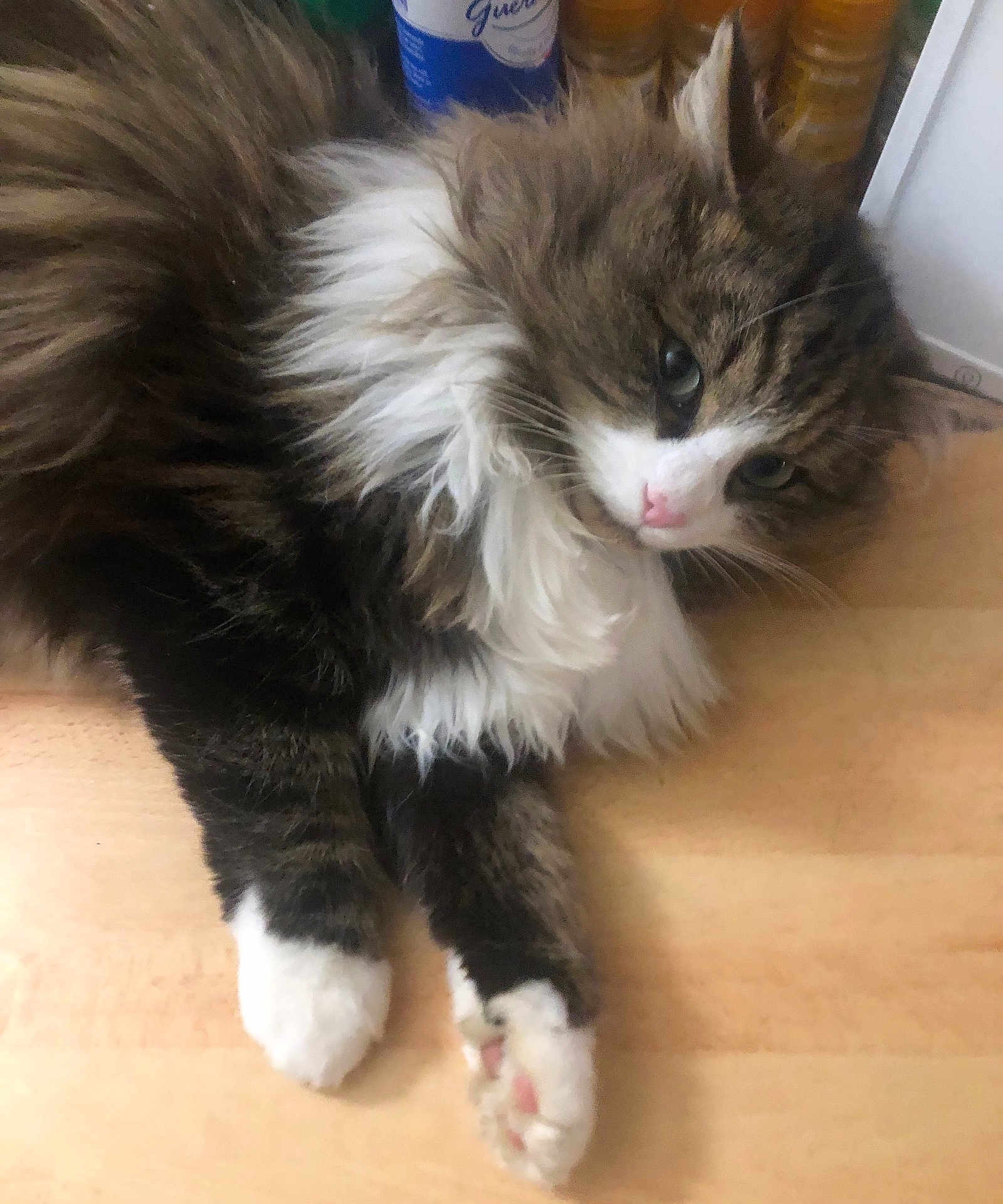 Kiwi élia participe au concours pour gagner de l'argent avec cette photo : animal, cat, close_up, cozy, cute, domestic, feline, fluffy, fur, indoor, long_hair, pet, pink_nose, relaxed, resting, soft, tabby, whiskers, white_paws, wooden_surface