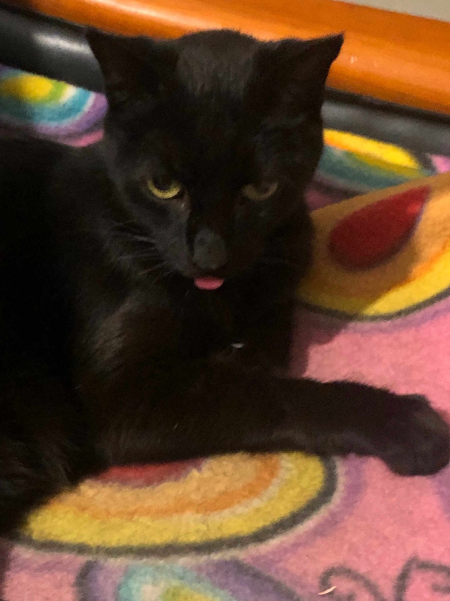 élia a rejoint le concours — aidez-le/la à gagner de superbes lots ! black_cat, cat, pet, animal, tongue_out, feline, indoor, resting, colorful_blanket, pattern, cute, whiskers, fur, close_up, playful, paw, sleepy, cozy, domestic_animal, relaxed