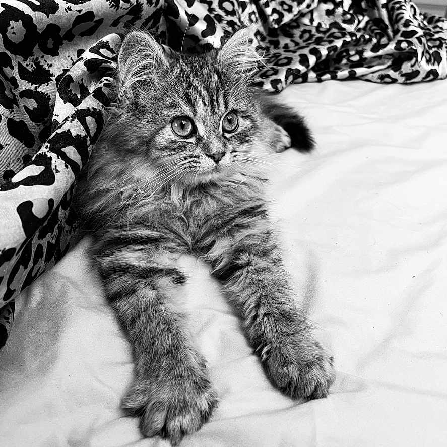 Salma a rejoint le concours — aidez-le/la à gagner de superbes lots ! animal, bed, black_and_white, blanket, cat, cute, eyes, fluffy, fur, indoor, kitten, leopard_print, paw, pet, portrait, relaxed, resting, soft, whiskers, young