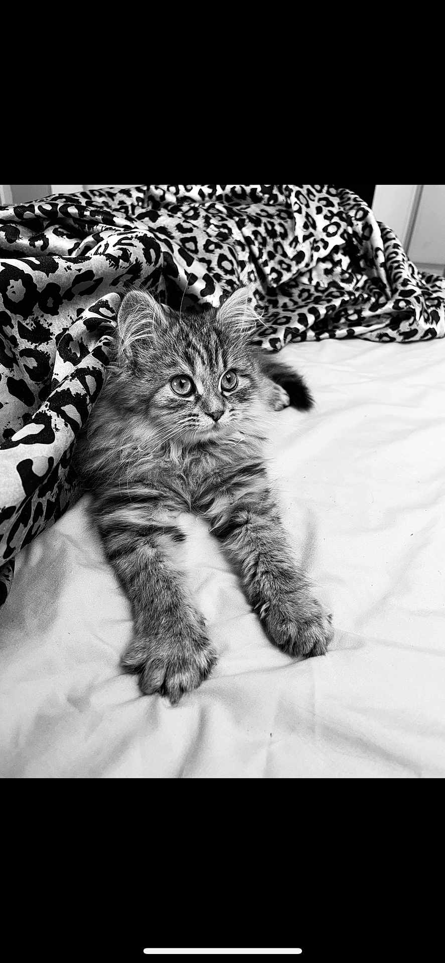 Salma a rejoint le concours — aidez-le/la à gagner de superbes lots ! animal, bed, black_and_white, blanket, cat, cute, eyes, fluffy, fur, indoor, kitten, leopard_print, paw, pet, portrait, relaxed, resting, soft, whiskers, young