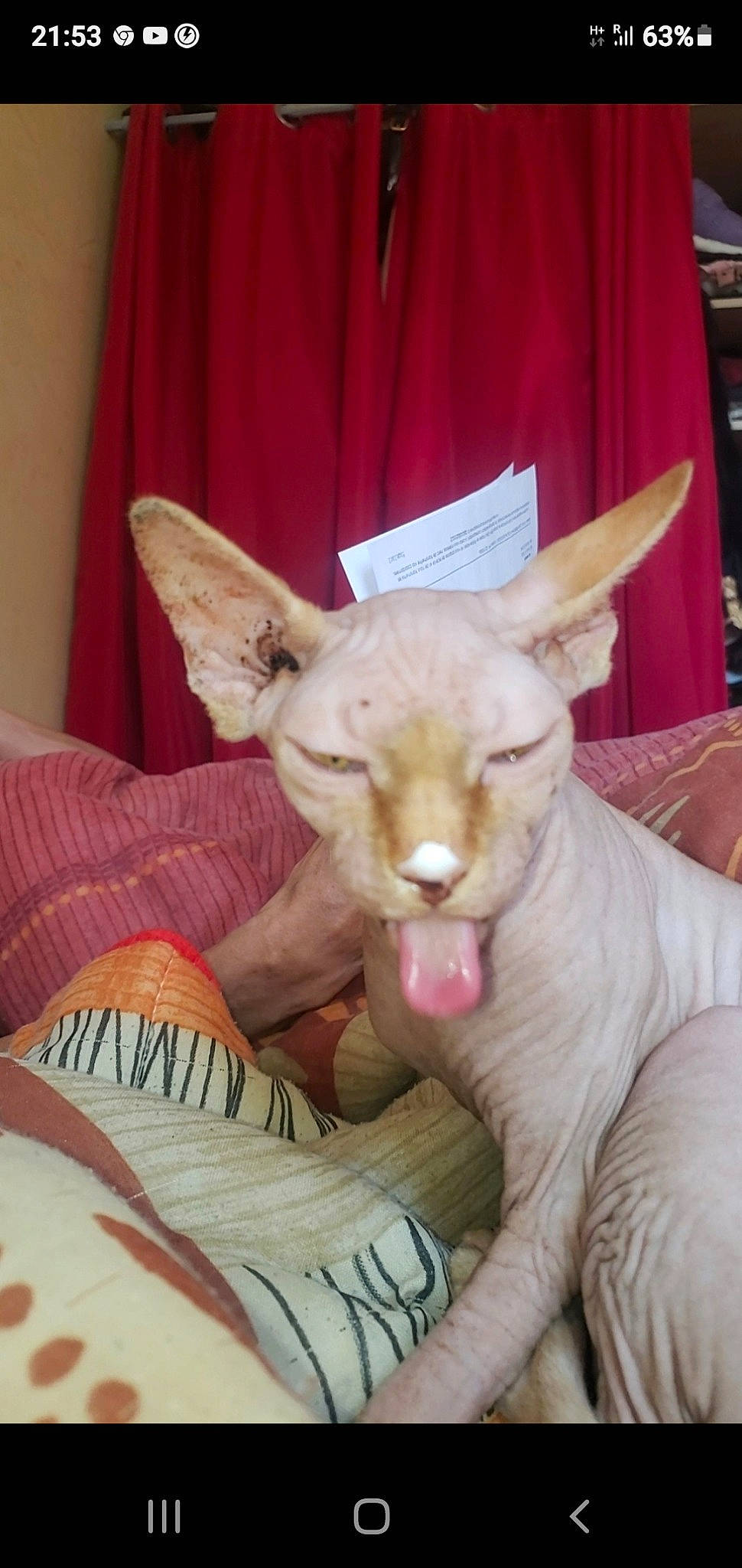 Chleo participe au concours pour gagner de l'argent avec cette photo : carnivore, comfort, curtain, ear, fang, fawn, felidae, fur, jaw, linens, neck, paw, pet_supply, pink, small_to_medium_sized_cats, snout, tail, terrestrial_animal, whiskers, working_animal