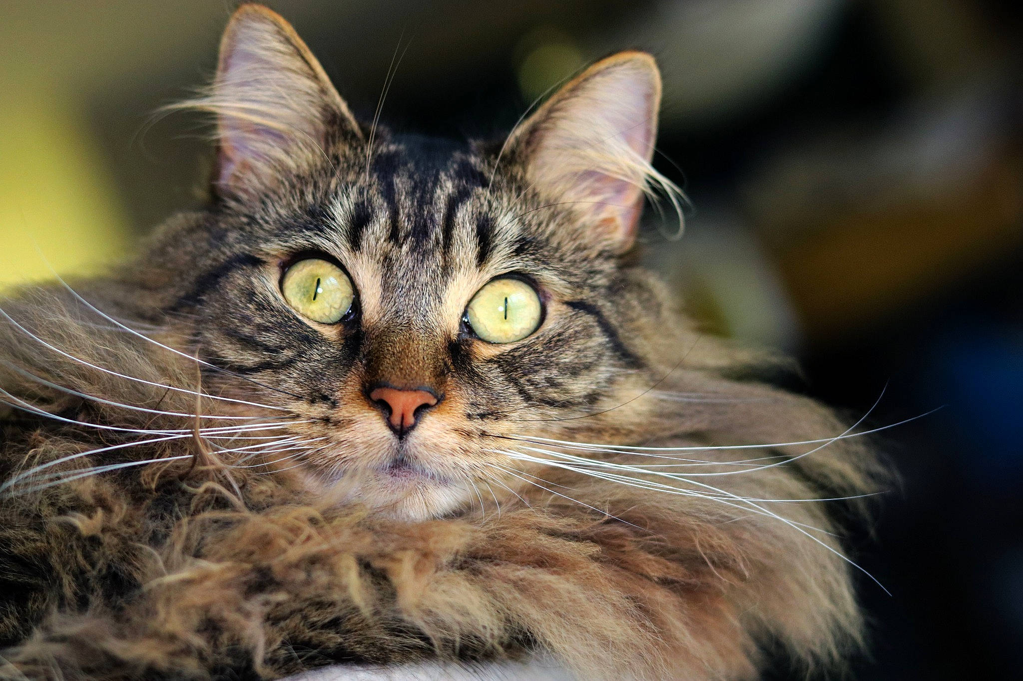 Roan joined the competition — help win amazing prizes! carnivore, cat, close_up, domestic_long_haired_cat, fawn, felidae, fur, iris, maine_coon, organ, skin, small_to_medium_sized_cats, snout, vertebrate, whiskers
