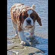 Choupette a rejoint le concours — aidez-le/la à gagner de superbes lots ! adventure, animal, beach, canine, cavalier_king_charles_spaniel, collar, daytime, dog, ears, fur, nature, outdoor, pet, sand, shallow_water, snout, sunny, walking, water, wet_fur
