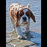 adventure, animal, beach, canine, cavalier_king_charles_spaniel, collar, daytime, dog, ears, fur, nature, outdoor, pet, sand, shallow_water, snout, sunny, walking, water, wet_fur