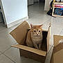 Ginger participe au concours pour gagner de l'argent avec cette photo : animal, backpack, box, cardboard_box, cat, curious, cute, domestic, feline, floor, ginger_cat, home, indoor, looking, orange_fur, pet, room, shelf, sitting, tiled_floor