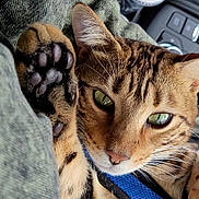 Sprocket is registered to the contest to win money with this photo: cat, bengal_cat, paw, green_eyes, fur, close_up, blue_harness, fabric, texture, relaxed, pet, animal, whiskers, indoor, car_interior, cup_holder, drink_cup, seat, resting, cute
