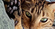 Sprocket is registered to the contest to win money with this photo: animal, bengal_cat, blue_harness, car_interior, cat, close_up, cup_holder, cute, drink_cup, fabric, fur, green_eyes, indoor, paw, pet, relaxed, resting, seat, texture, whiskers