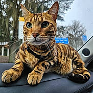 Sprocket joined the competition — help win amazing prizes! alert, animal, bengal_cat, car_dashboard, car_interior, cat, close_up, collar, domestic_animal, feline, green_eyes, nature, outdoor, pet, posing, road_sign, striped_fur, trees, whiskers, window