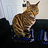 Sprocket is registered to the contest to win money with this photo: animal, blanket, cat, couch, cozy, crochet, domestic, door, ears, feline, fur, green_eyes, home, indoor, pet, sitting, striped_fur, tabby_cat, wall, whiskers